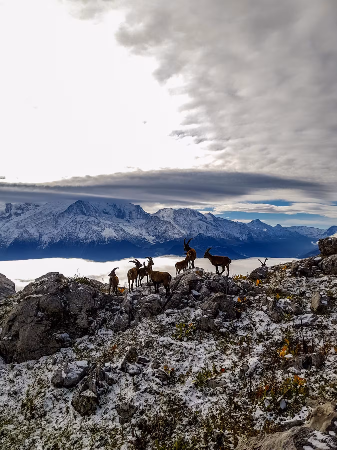 Platé bouquetin caroussel